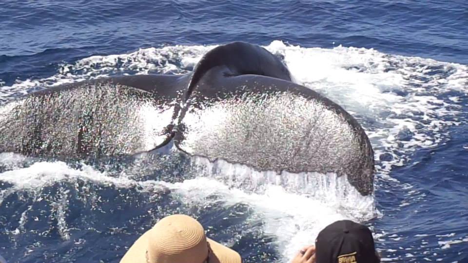 Cola de Ballena