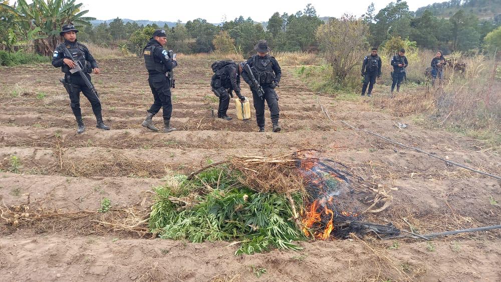 Erradican más de 14 mil matas de marihuana en Totonicapán
