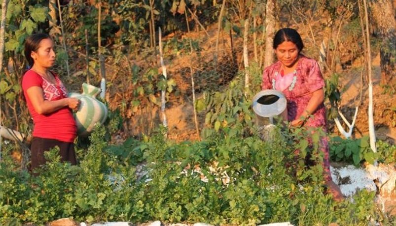 Implementan casi 5 mil huertos familiares en 2020
