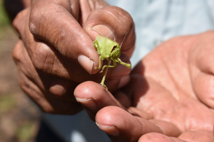 MAGA rocía insecticida en mil hectáreas para combatir plaga de langostas