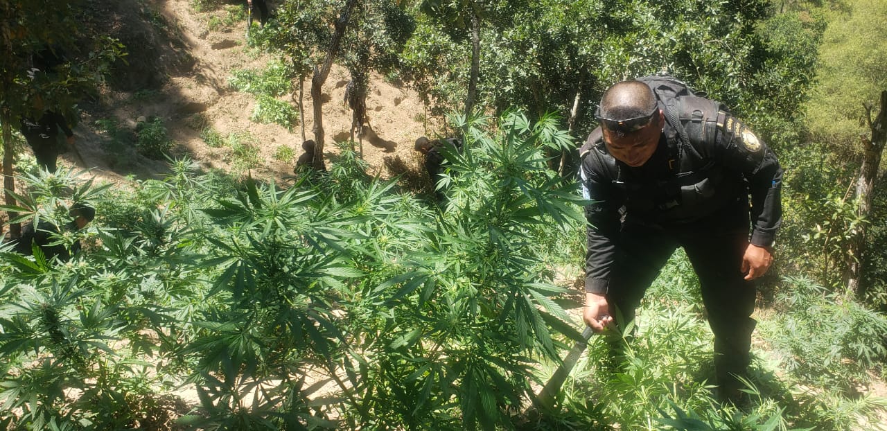 Destruyen marihuana valorada en más de 95 millones de quetzales