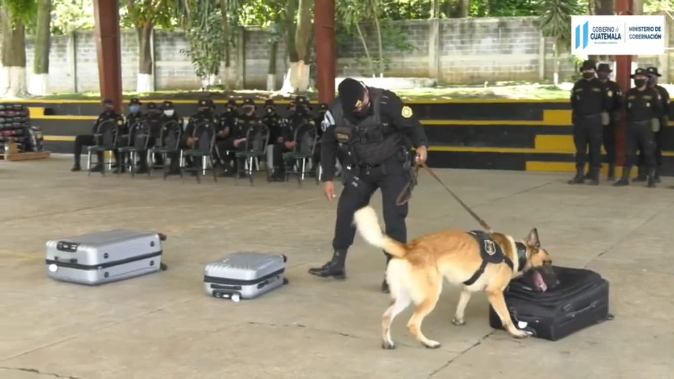 Agentes K-9 son entrenados constantemente para detectar drogas