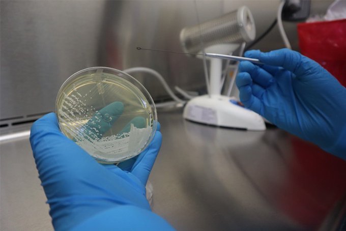 Ministerio de Salud emite alerta epidemiológica por hallazgo de hongo resistente a medicamentos