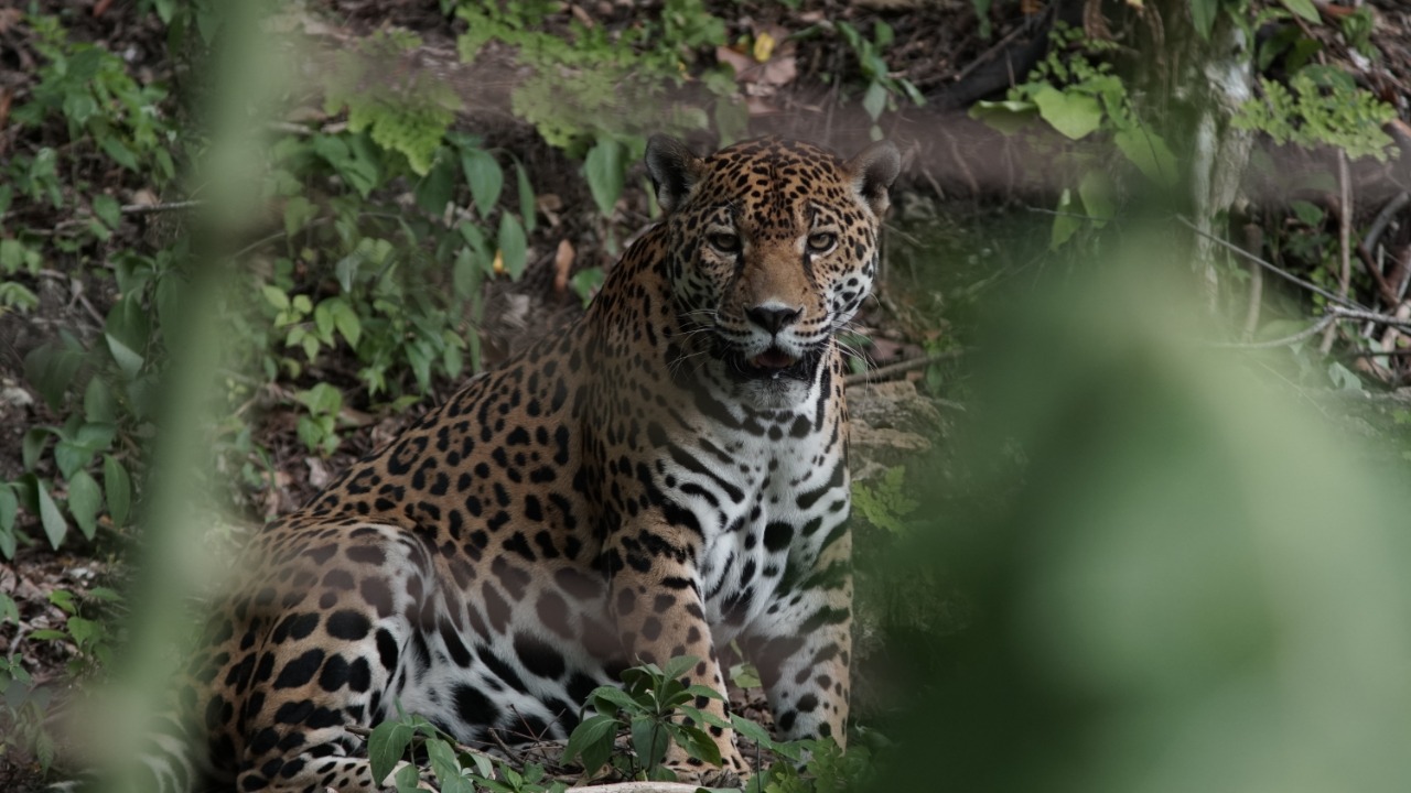 Guatemala celebra el 31 aniversario de la Reserva de la Biósfera Maya