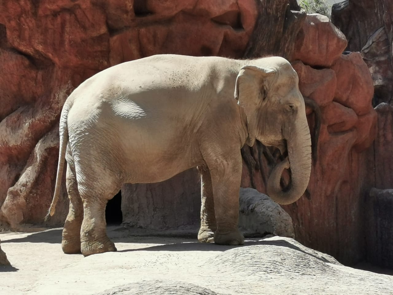 Trompita arriba a sus 60 años en el zoológico La Aurora