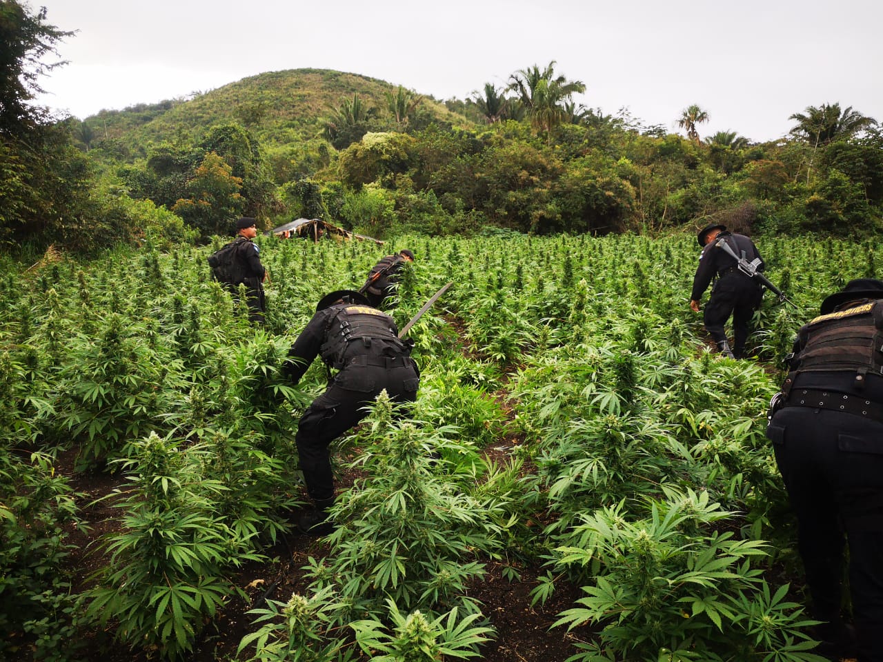 Erradican más de 280 mil matas de marihuana en Petén