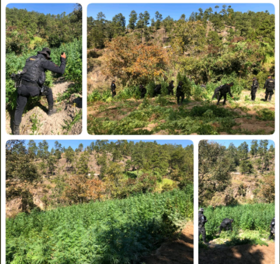 Policía Nacional Civil erradica 27 mil 96 matas de marihuana en Huehuetenango