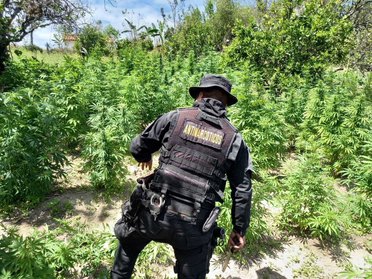 PNC erradicación marihuana