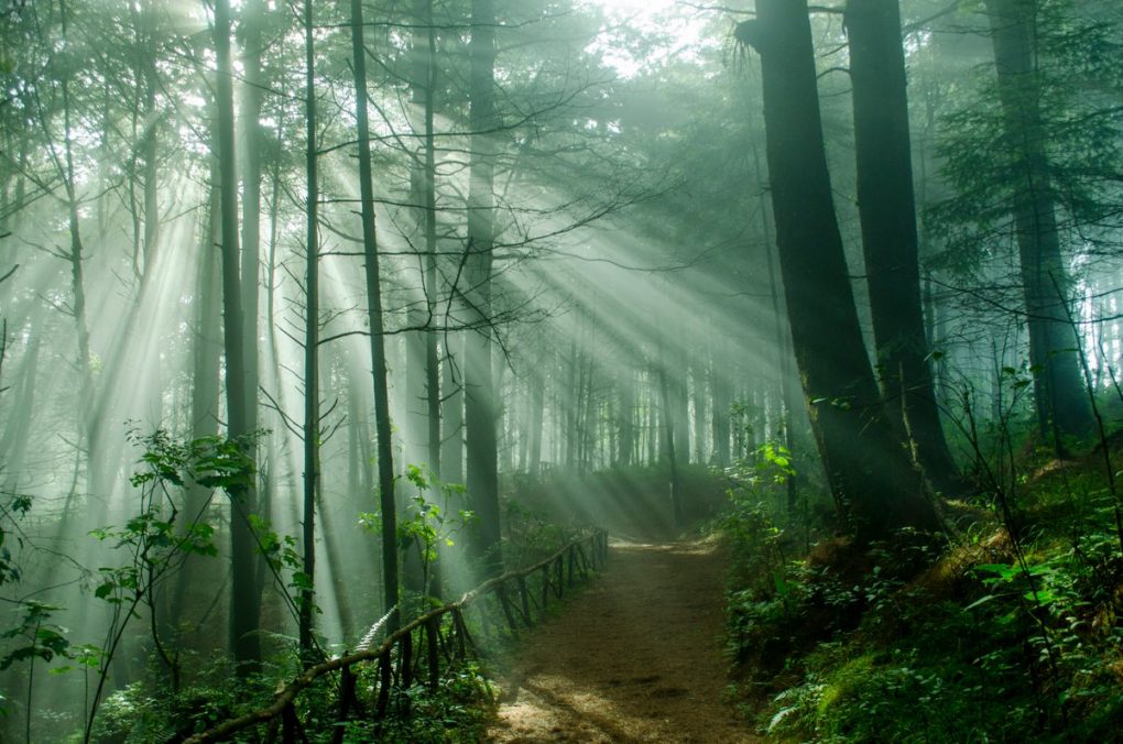 Conozca Emprende Bosques 2021, la iniciativa que promueve ideas de negocios sostenibles