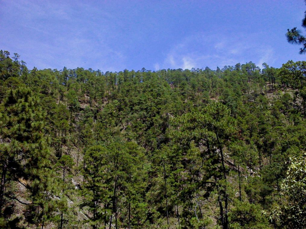 Conmemoran el Día Internacional de los Bosques