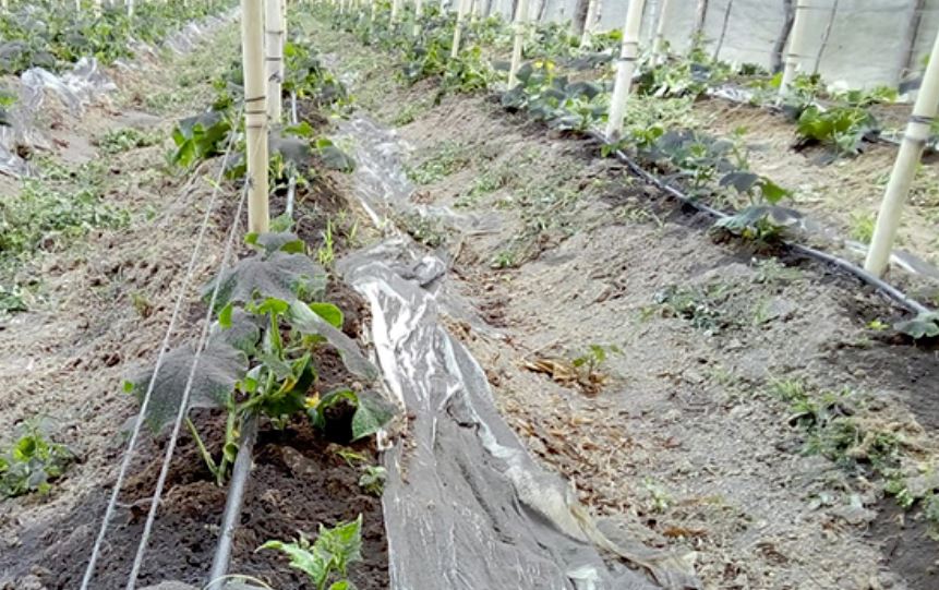 Emiten recomendaciones para proteger cultivos por caída de ceniza