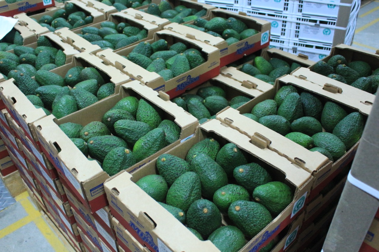 Guatemala busca exportar aguacate al mercado estadounidense