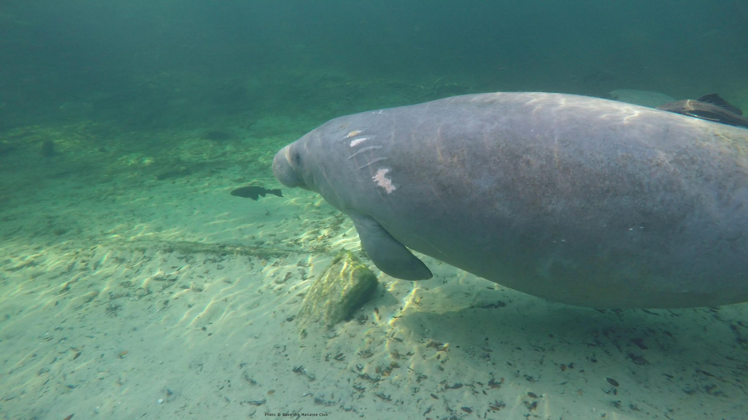 El hambre está matando masivamente al icónico manatí de Florida