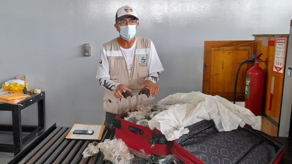 Hallan 185 crías de tortugas gigantes en equipaje en aeropuerto de Galápagos