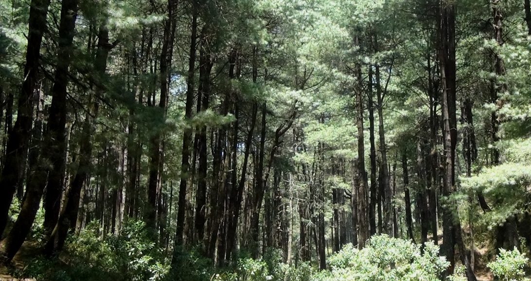 Unen esfuerzos para proteger bosque comunal de Totonicapán