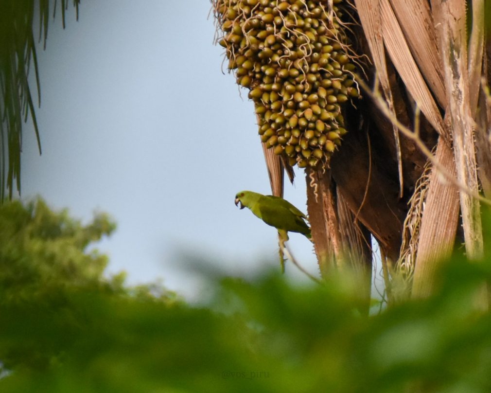 Se conmemora el Día Mundial de la Vida Silvestre
