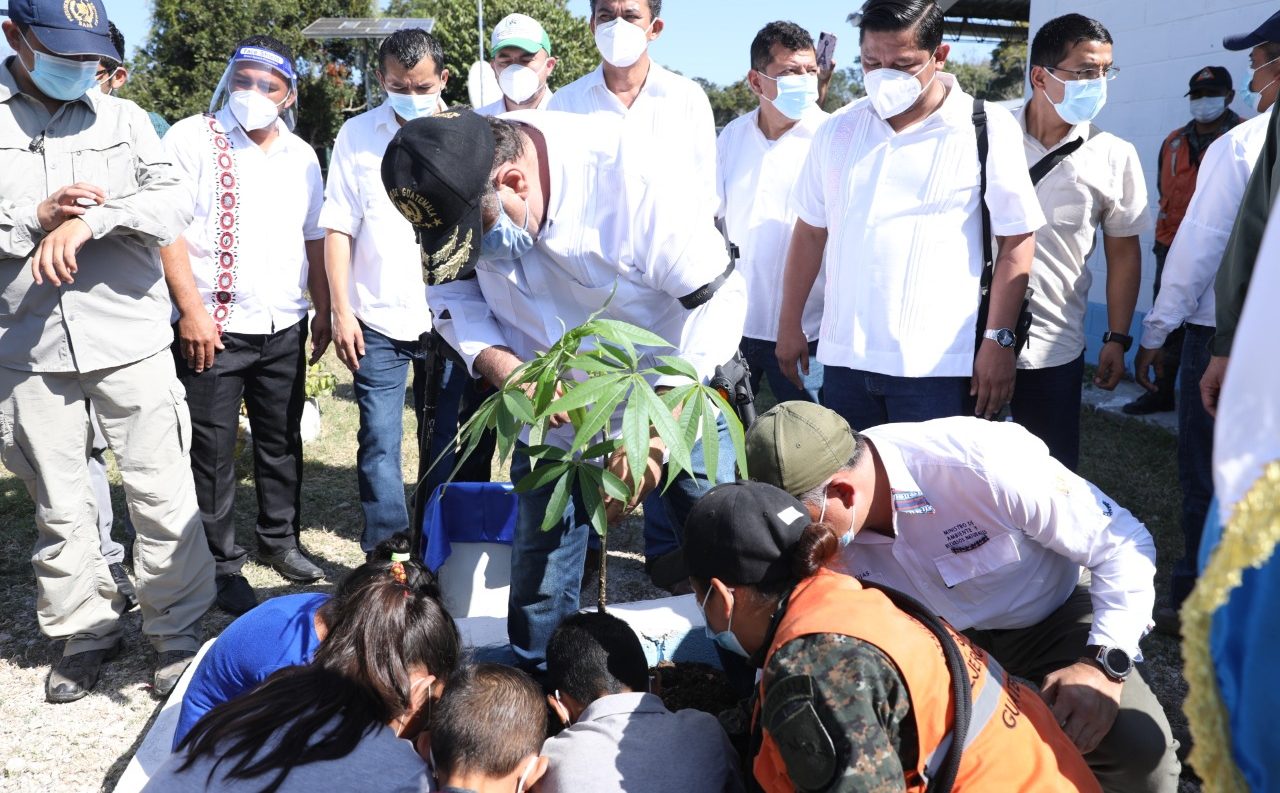 Bicentenario: Presidente Giammattei y estudiantes siembran ceiba en Carmelita, Petén