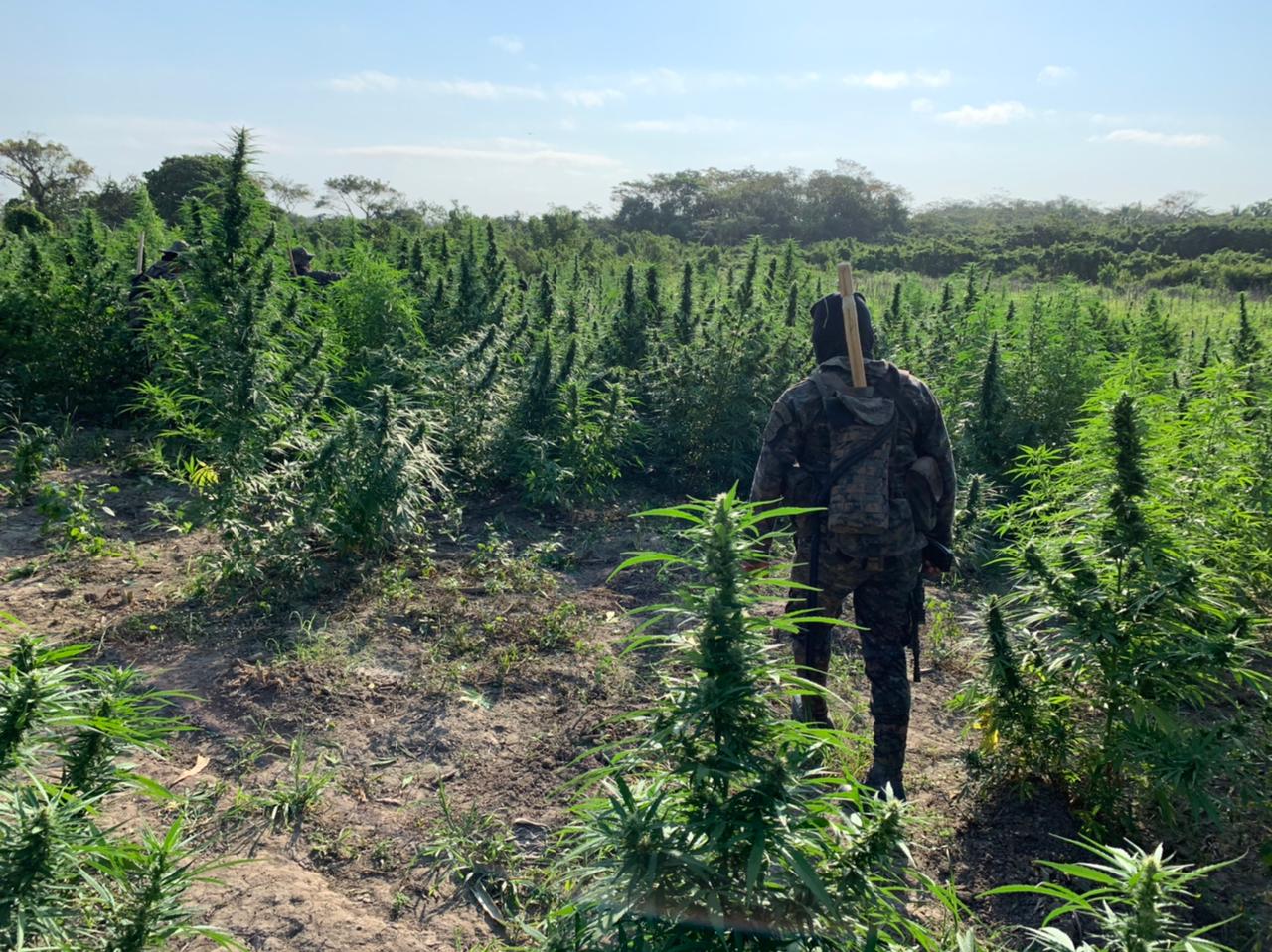 Ejército y PNC erradican más de 28 mil matas de marihuana en Petén