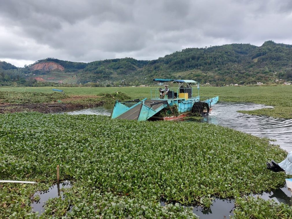 Extraen 360 toneladas de ninfa de la laguna Chichoj