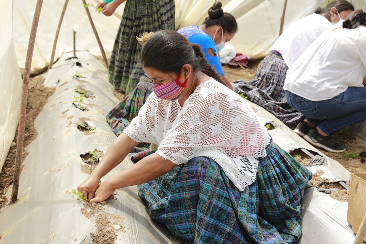 MAGA apoya a comunidad de Panzós en el cultivo de sus cosechas