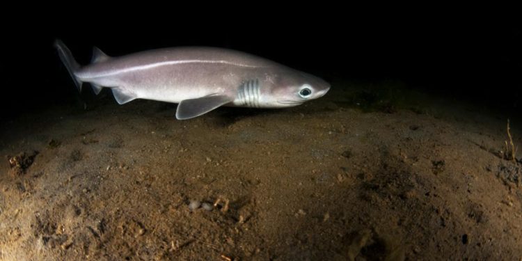 tiburón cañabota