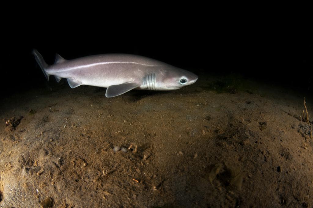 tiburón cañabota