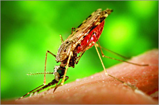 Picadura de mosquitos hembra infectados del género Anopheles produce la malaria o el paludismo./Foto: OMS.