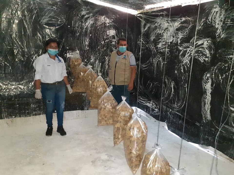 Capacitan a jóvenes en el cultivo de hongo tipo ostra en Huehuetenango