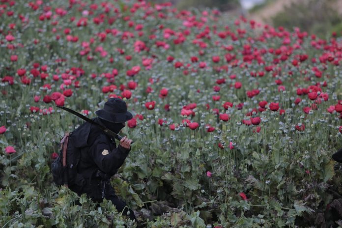 Erradican plantaciones de amapola valoradas en más de 260 millones de quetzales