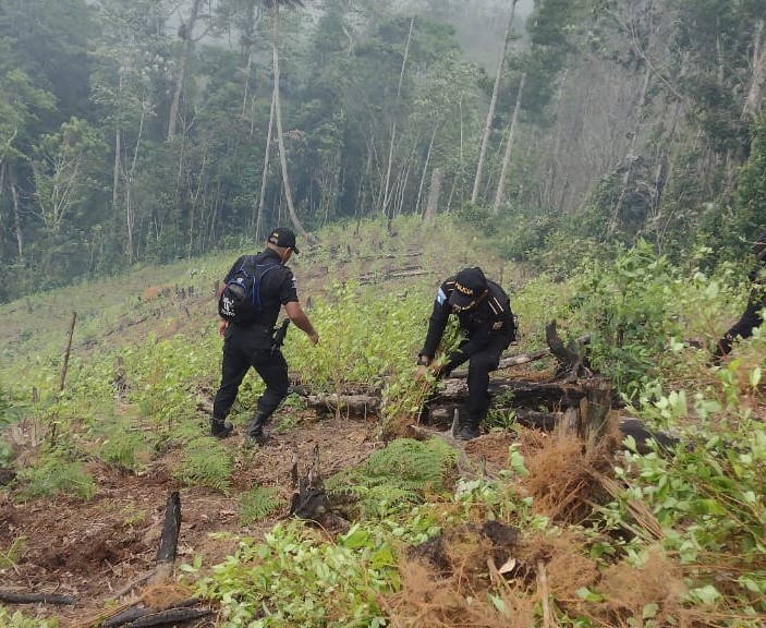 Aciertan golpe al narcotráfico al ubicar arbustos de hoja de coca en Alta Verapaz