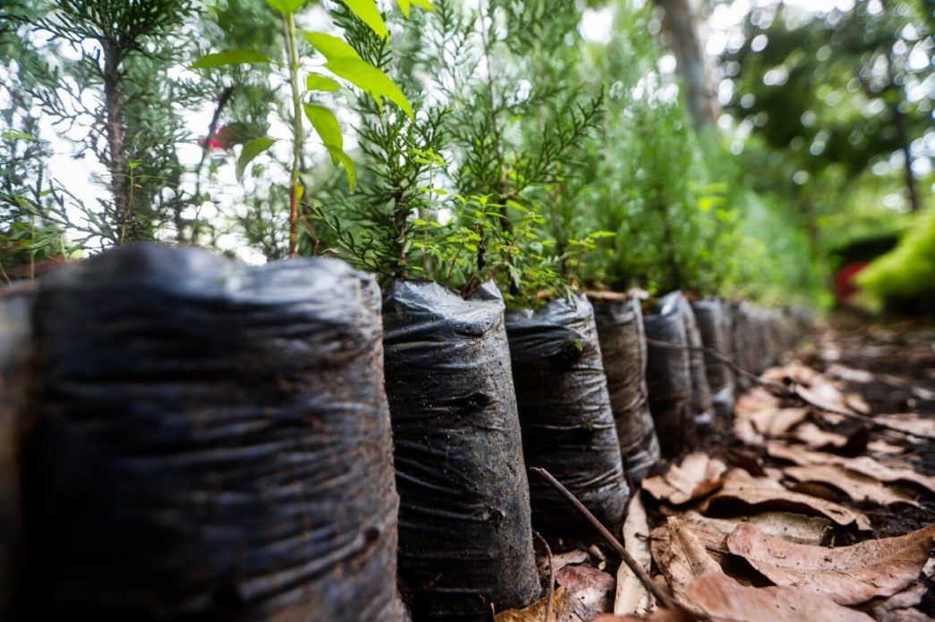 Guatemala prevé plantar 1.2 millones de árboles en 2021