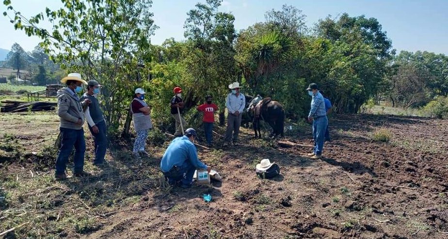 Entregan semilla de frijol biofortificado a agricultores de Huehuetenango