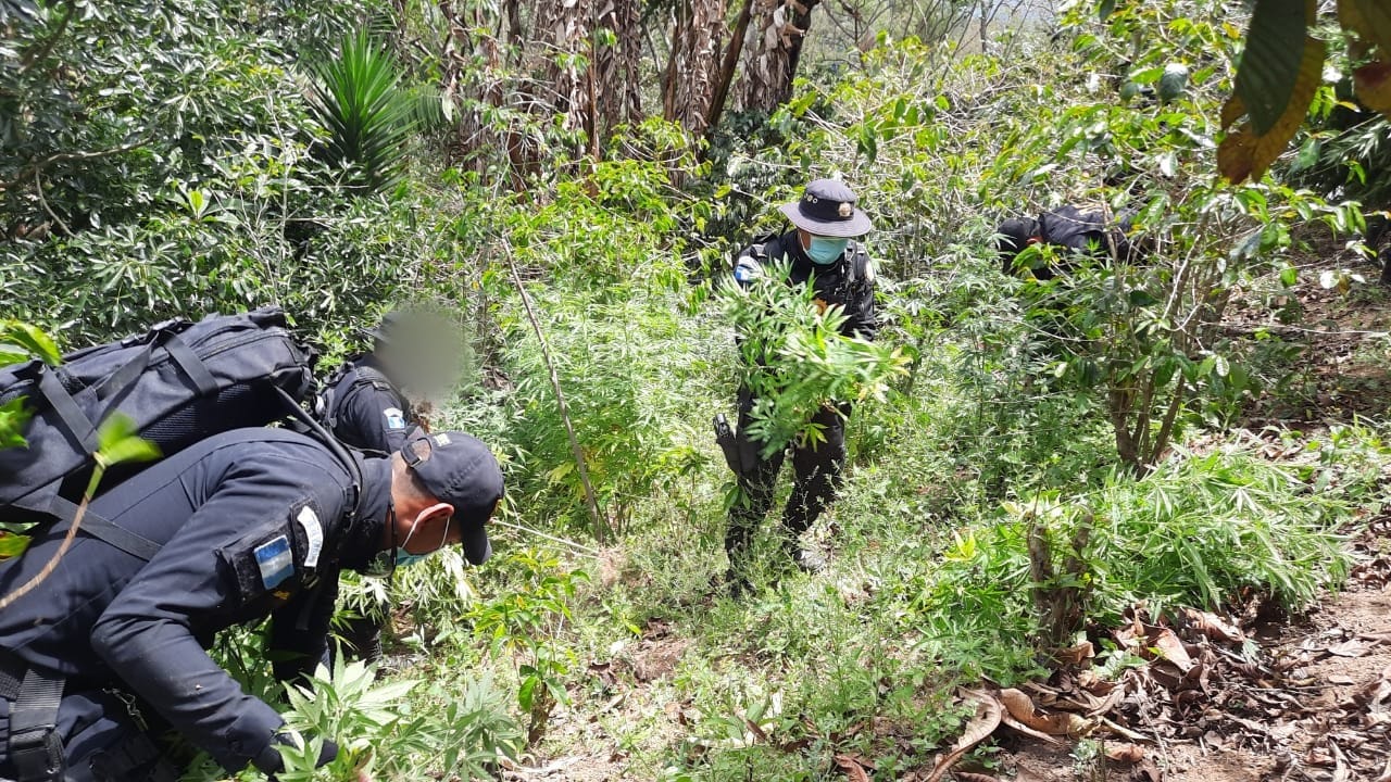 PNC destruye más de 63 mil matas de marihuana en Petén
