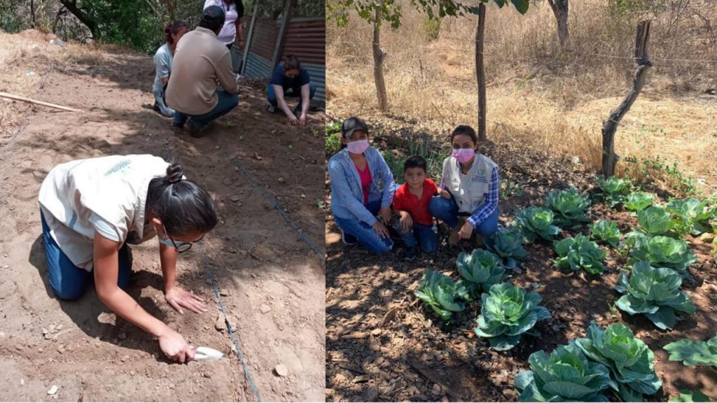 Huertos familiares, estrategia para fortalecer la resiliencia alimentaria