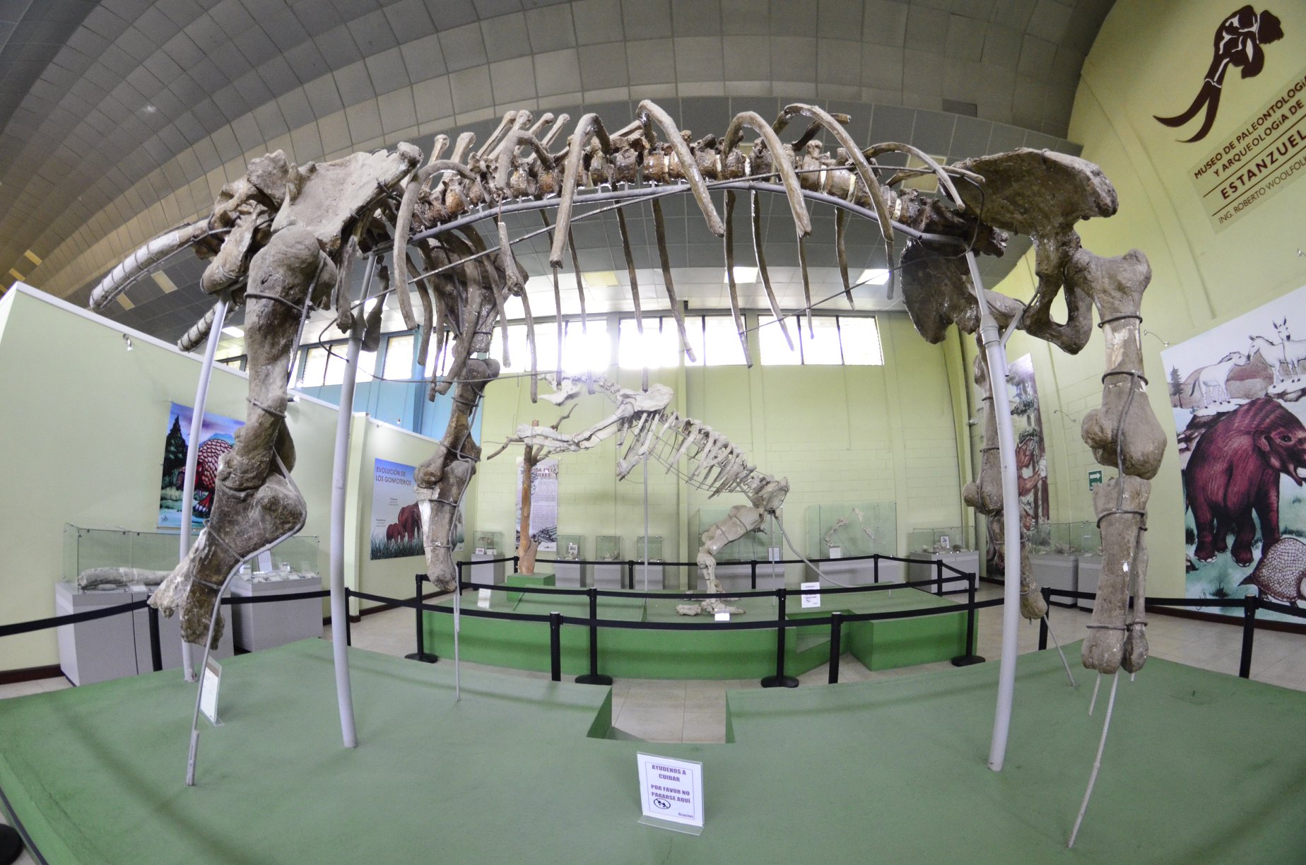 Conozca el museo de Zacapa que cuenta con fósiles de animales prehistóricos