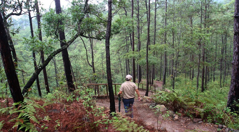 Anuncian a ganadores del reto Emprende Bosques 2021