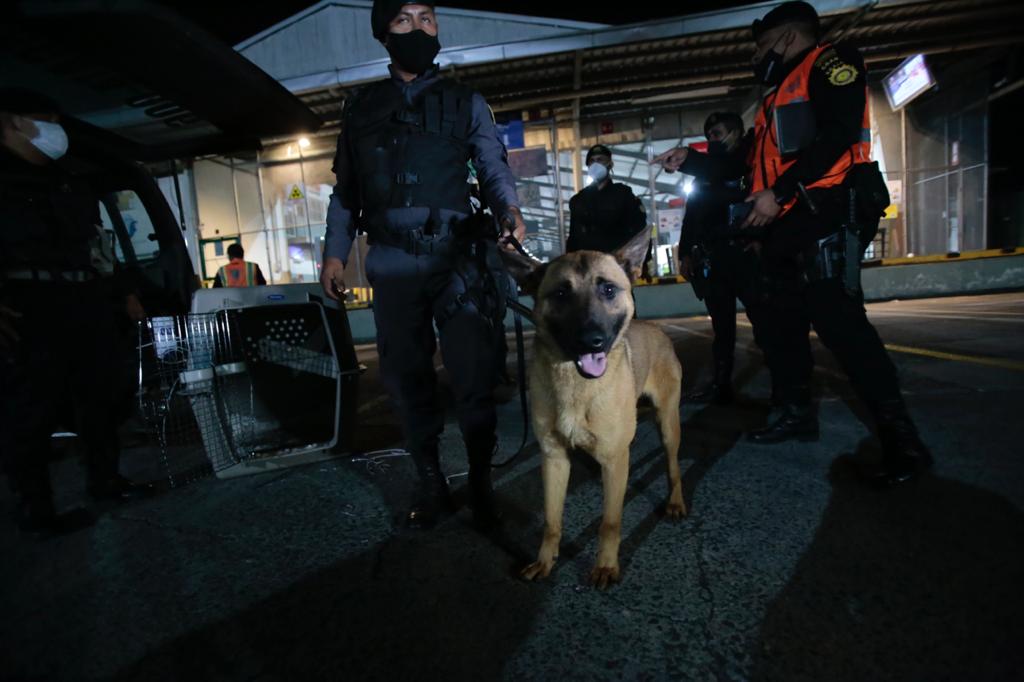 Entrenan a perros para convertirlos en agentes k-9