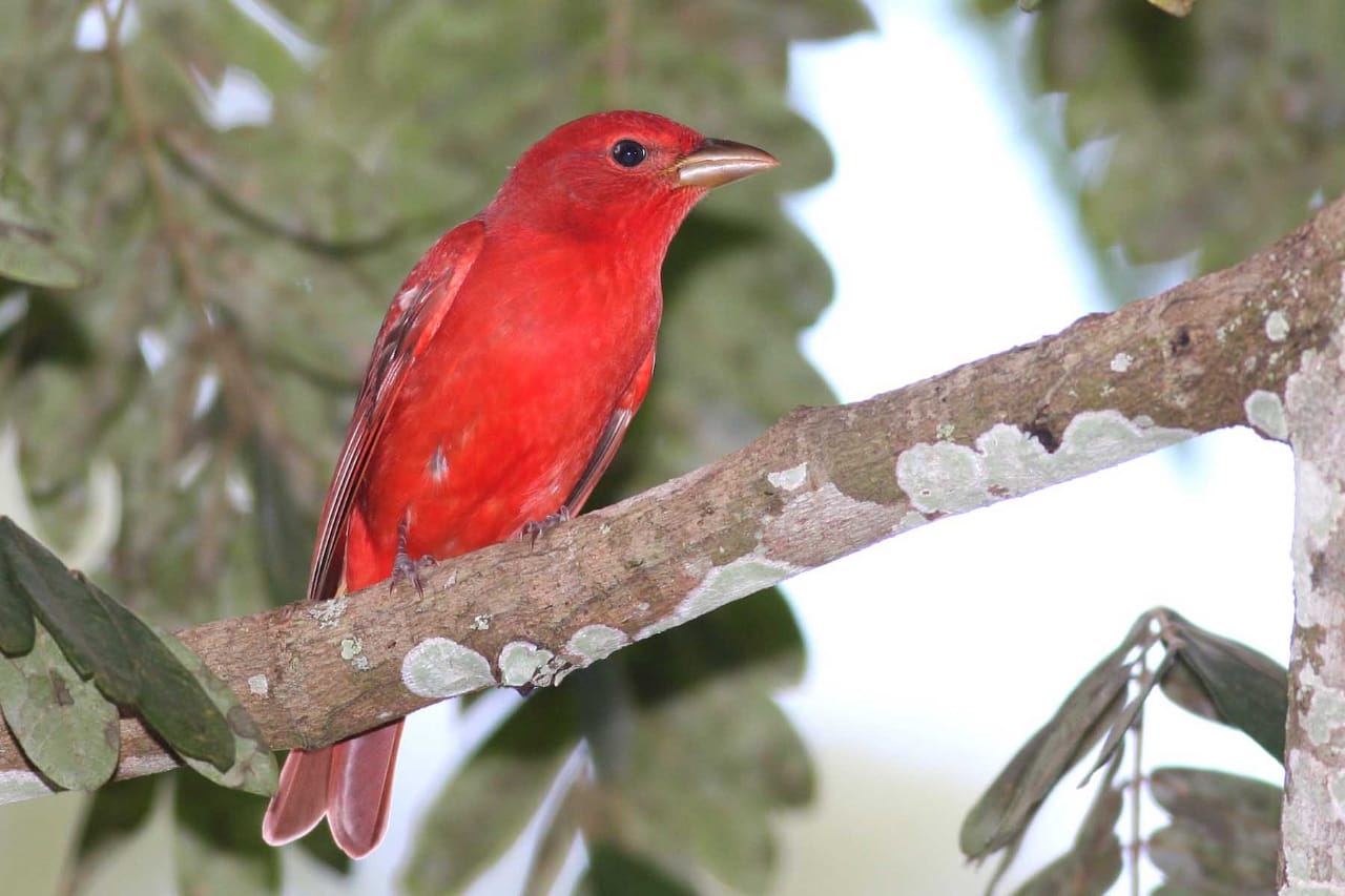 Panamá busca ser “líder” en avistamiento de aves en Centroamérica