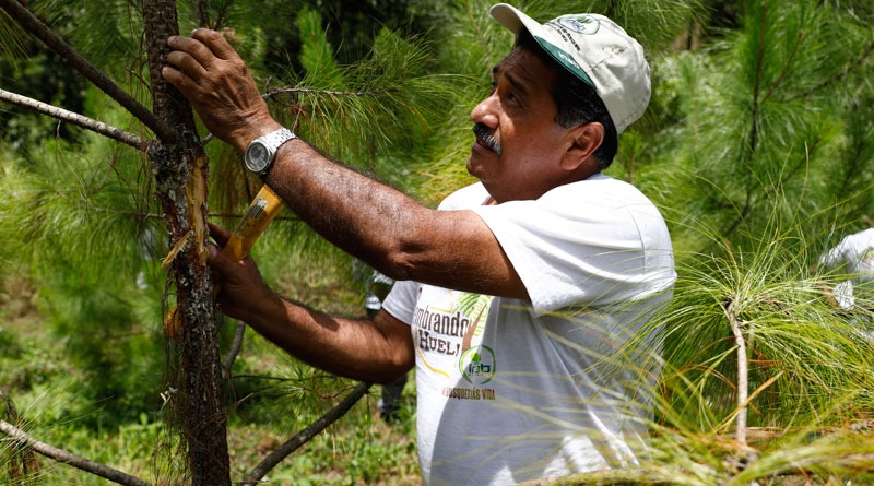 Programa de incentivos forestales contabiliza más de 40 mil proyectos en 2022