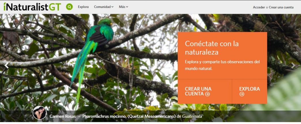 iNaturalistGT, la herramienta para registrar conocimientos sobre diversidad biológica