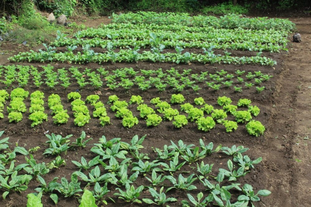 Venta de productos locales para alimentación escolar alcanza los 75 millones de quetzales
