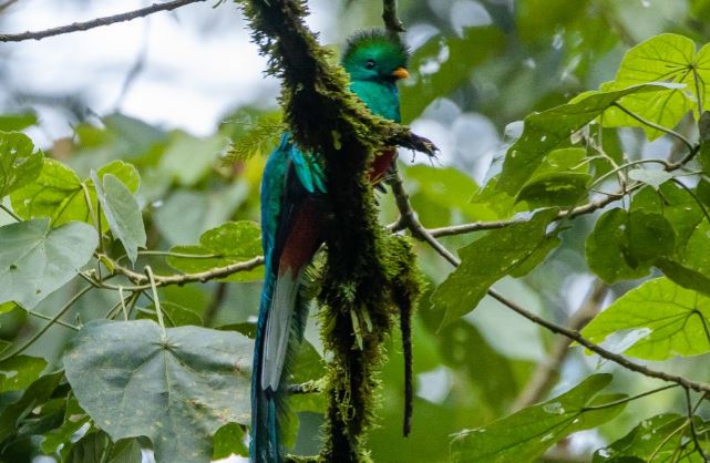 En qué consisten los nidos artificiales que promueven la conservación del quetzal