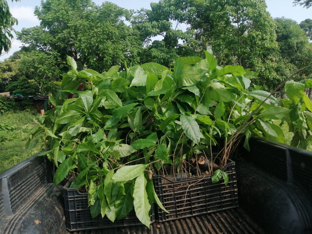 Realizan reforestación en Suchitepéquez