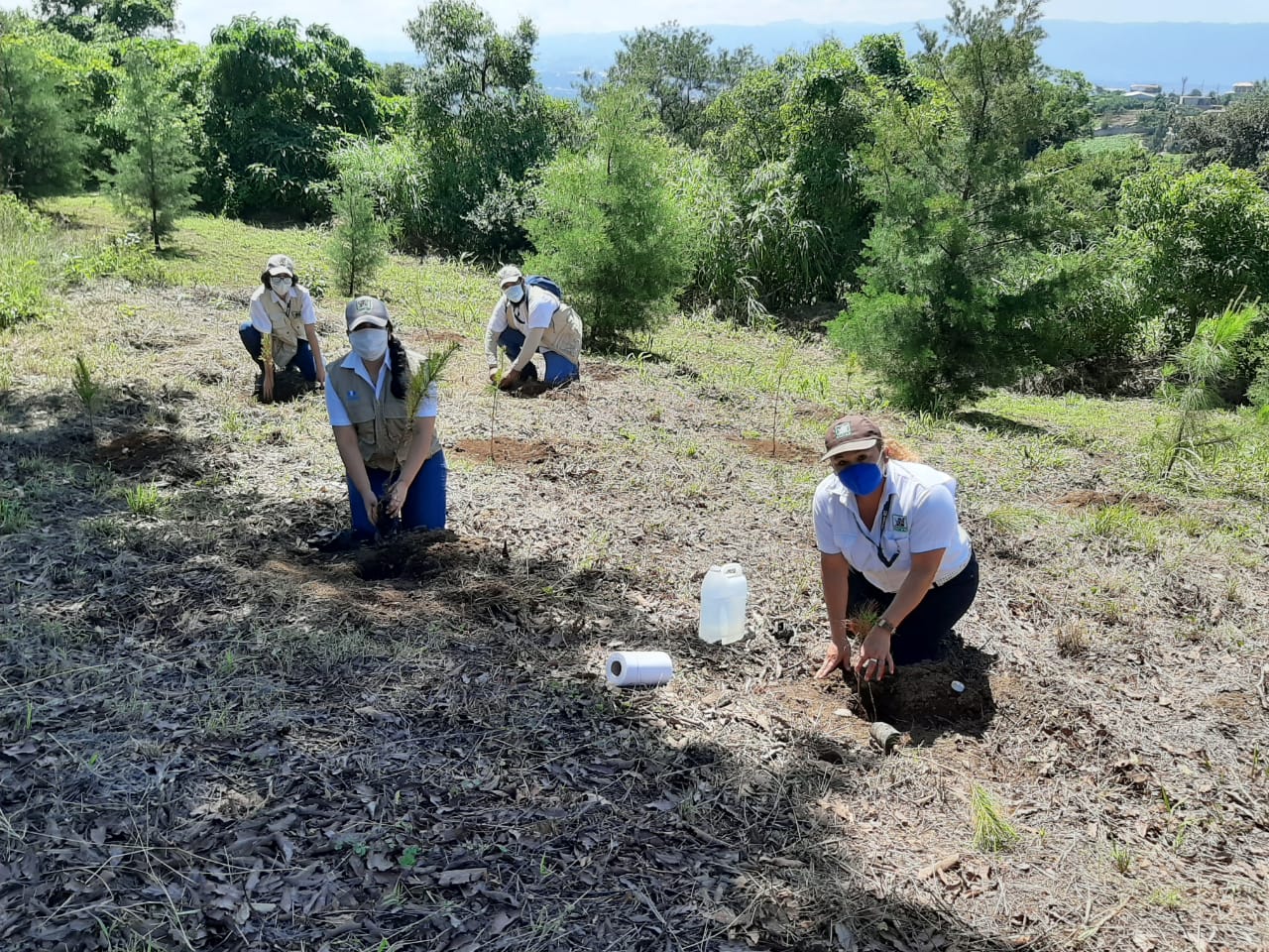 Inab lanza programa Sembrando Huella, orientado a la reforestación