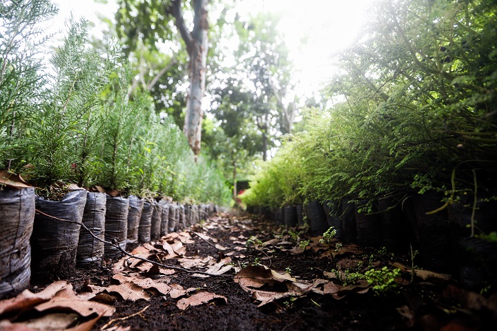 Plantar al menos un millón de árboles es la meta de reforestación para 2021 en Guatemala