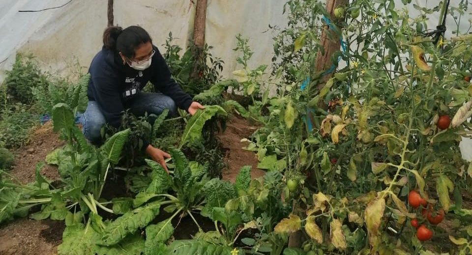 MAGA impulsa huertos familiares en los ocho municipios de Totonicapán