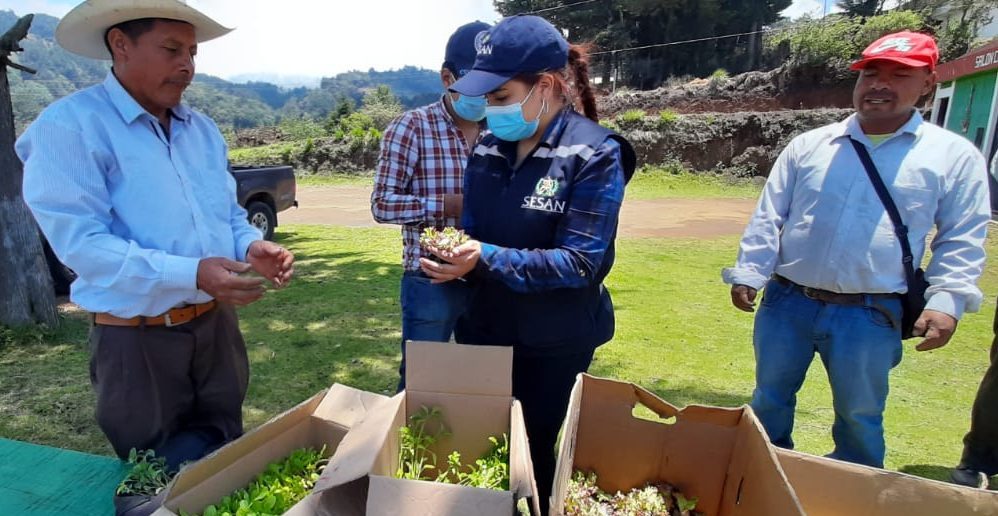 Huertos familiares refuerzan estrategias de seguridad alimentaria en Tejutla