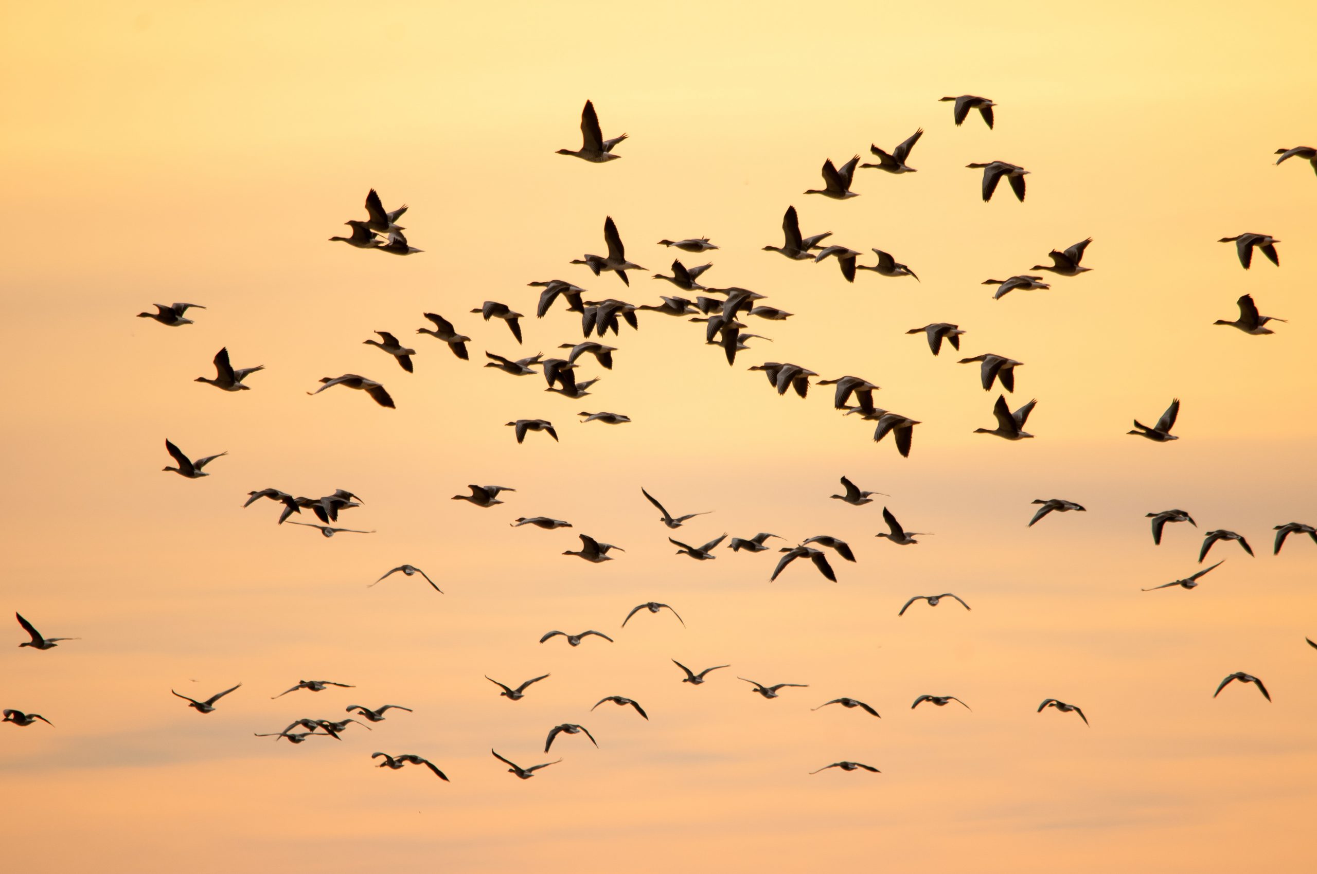 Hay seis veces más aves que humanos en el mundo, según estudio