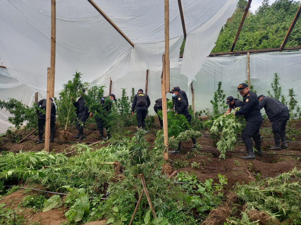 PNC erradica más de 400 matas de marihuana y amapola en Huehuetenango