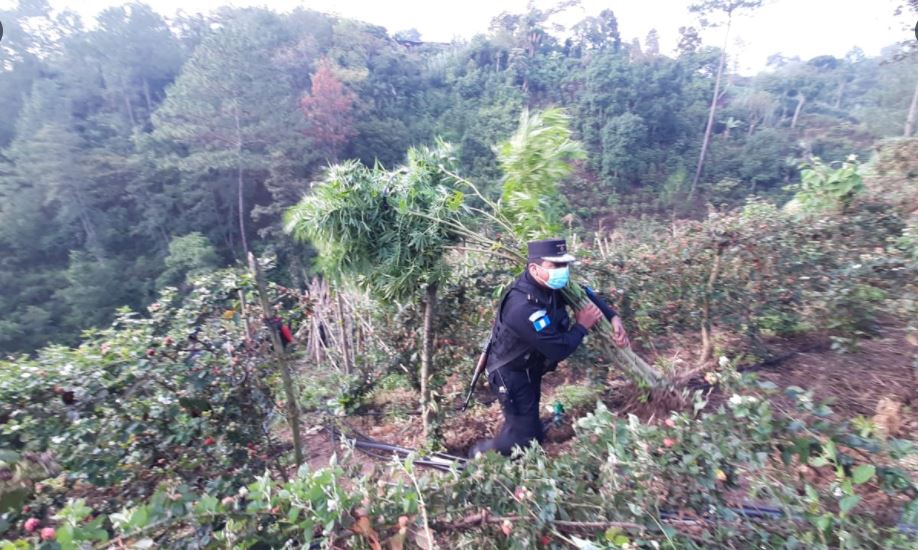 Erradican marihuana en Petén y Chimaltenango